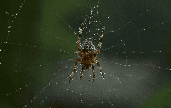 Brown Recluse Spider in Fort Lauderdale, FL