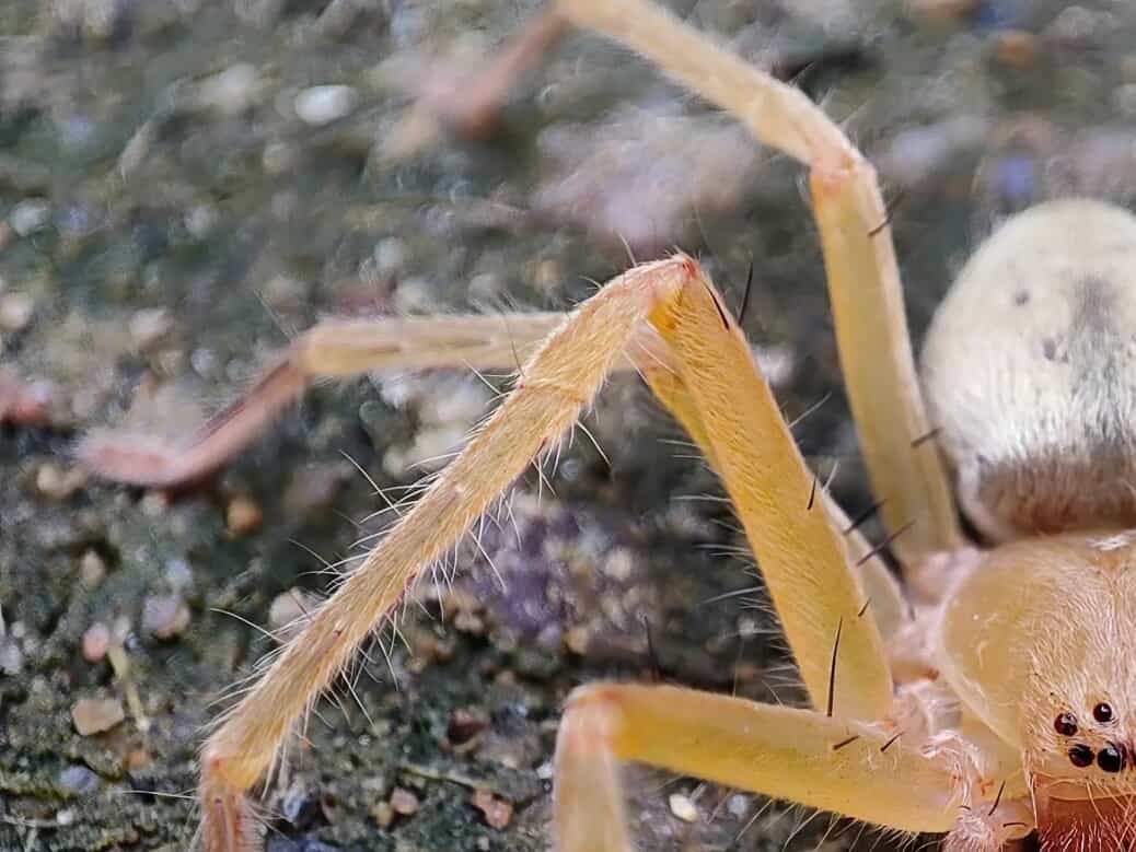 Closeup of a Brown Recluse Spider on the ground.