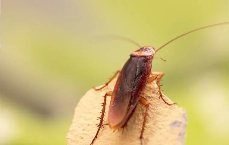 Cockroach crawling on a rock.