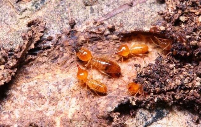 Termites on a tree.