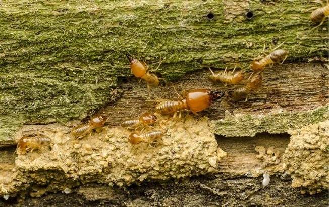 Termites crawling on a mossy log.