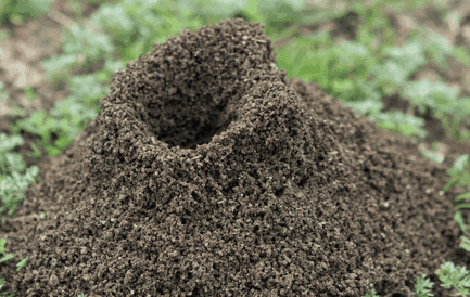 Ant hill for big headed ants in Port St. Lucie