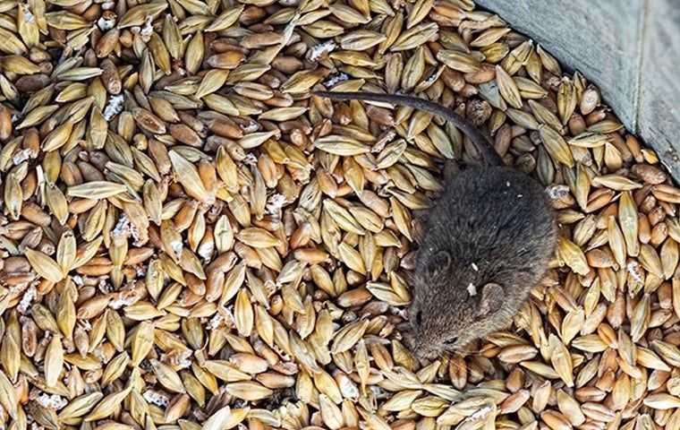 Mouse in pellets in West Palm Beach.