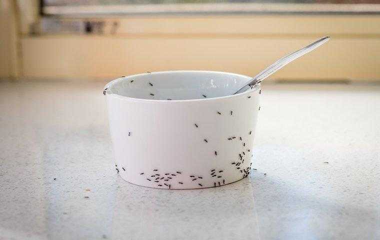 How to get rid of ants in Fort Lauderdale