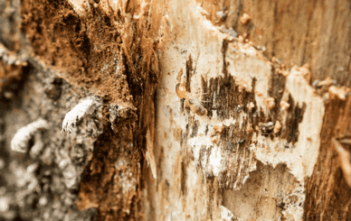 Drywood termite damage in Port St. Lucie