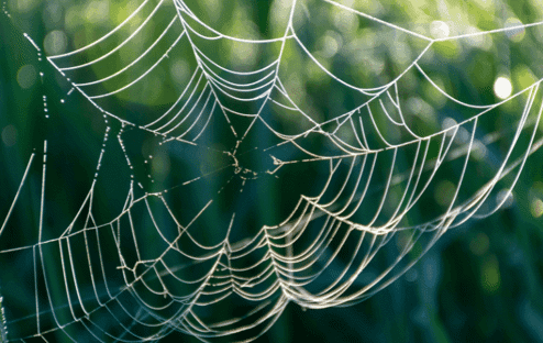 Professional spider control can get rid of spider webs in Miami, FL