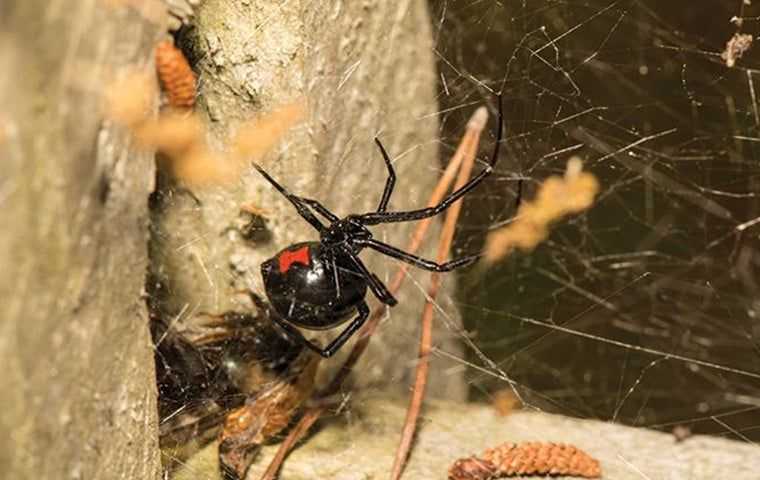 Black Widow Spider in its web in West Palm Beach.