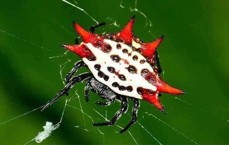 Spiny Spider control in West Palm Beach.