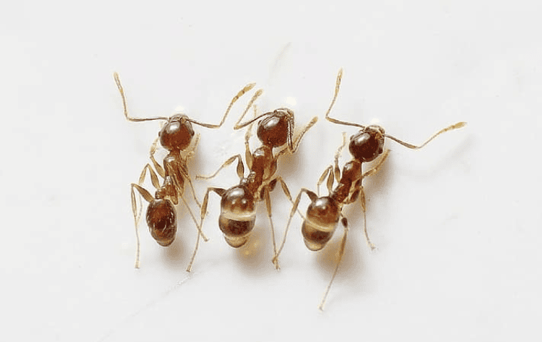 Ant control for rental property in Tallahassee.