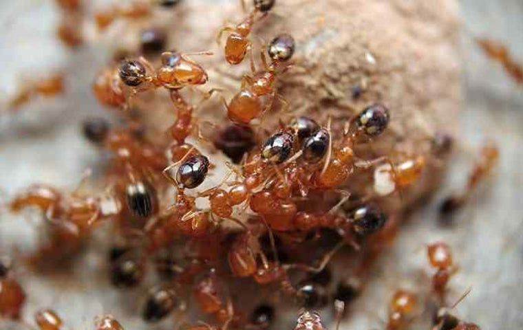 fire ants swarming in West Palm Beach