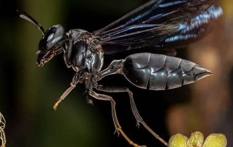 Black Wasps in Florida.