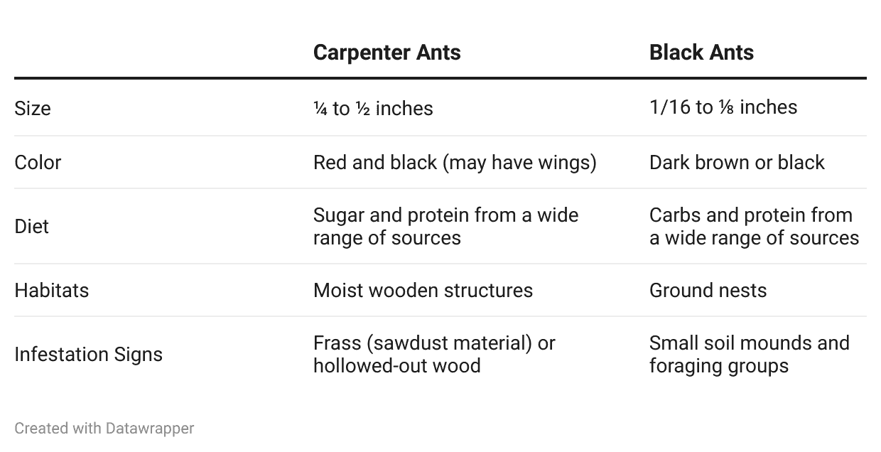 Carpenter Ant vs Black Ant Info Graphic List.