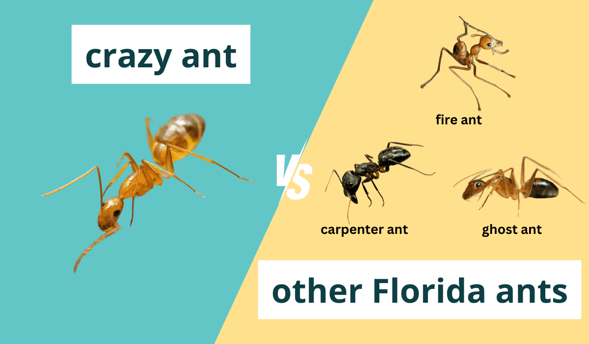 Crazy Ant vs Other Florida Ants chart.