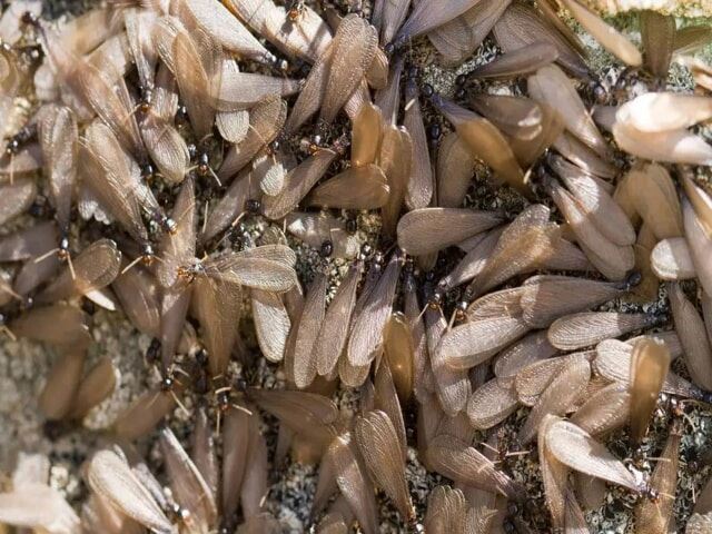 Termite Swarmers crawling on the ground.