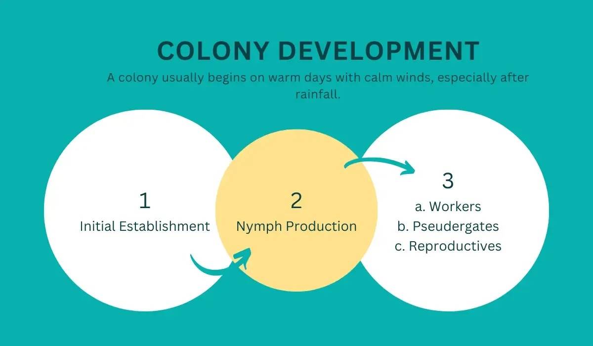 colony development