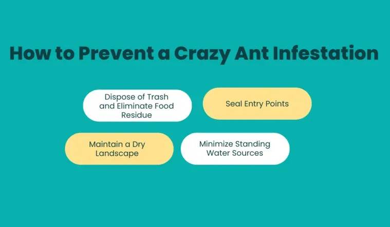How to Prevent a Crazy Ant Infestation