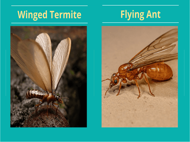 Winged Termite vs Flying Ant Info Graphic.