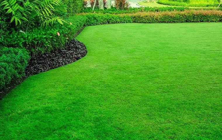 Groomed lawn in Fort Lauderdale.