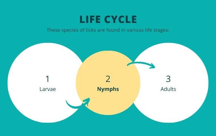 Tick life cycle chart.
