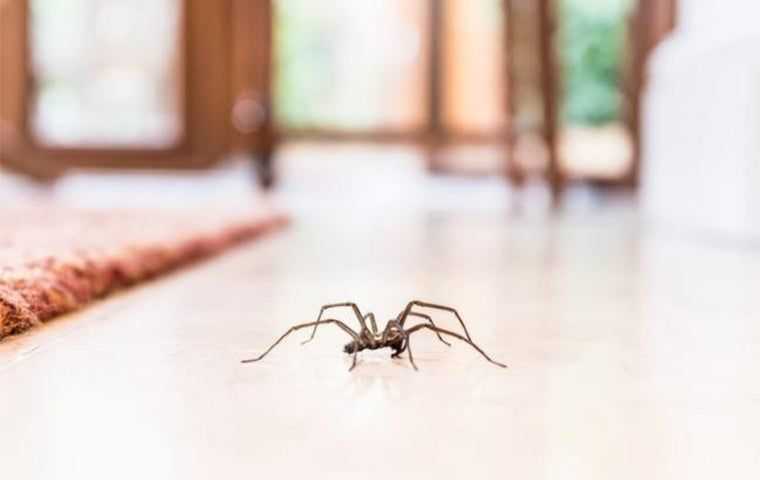 spider on a floor