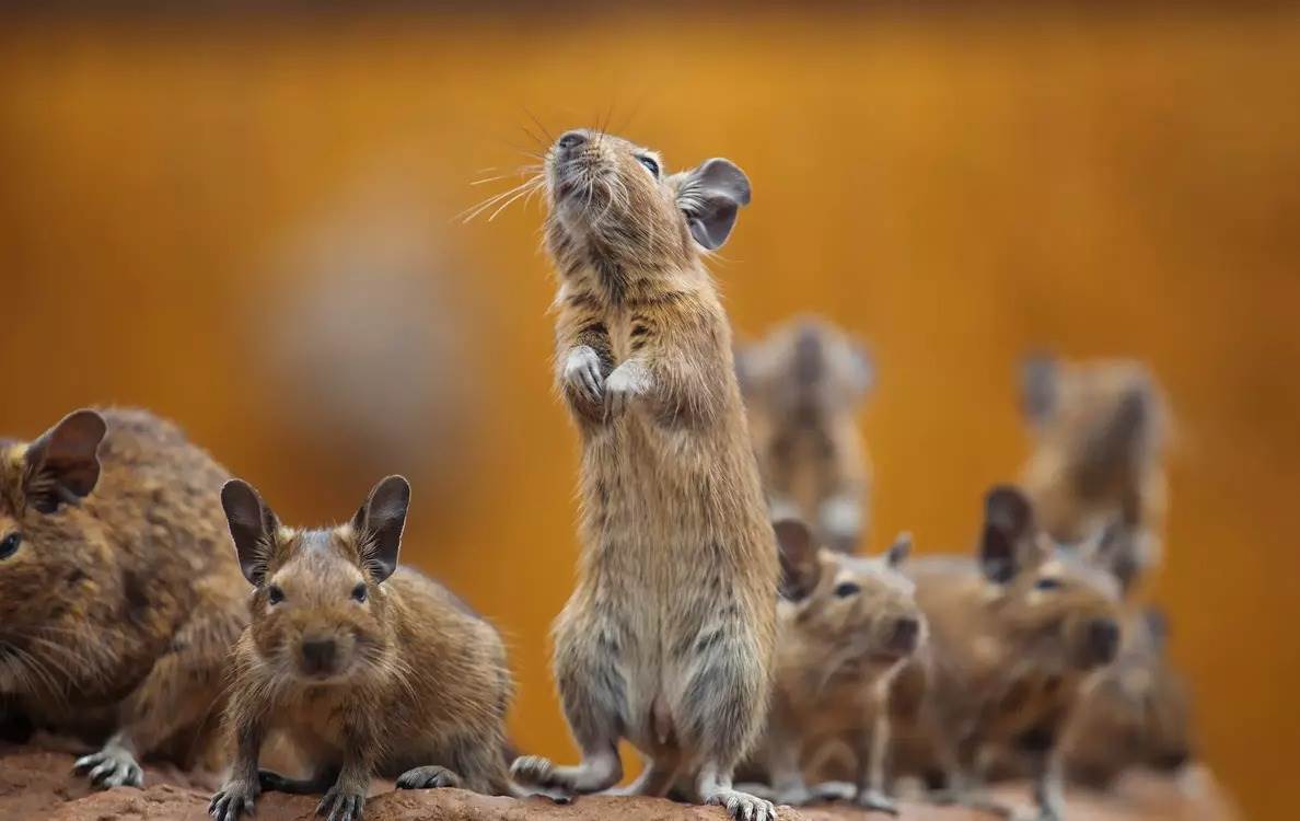 Group of rodents on wood.
