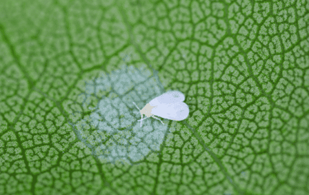 Whiteflies on plants in Plantation, FL