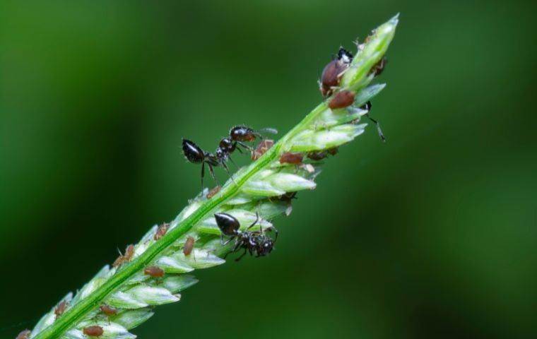 How To Get Rid Of Acrobat Ants In West Palm Beach 