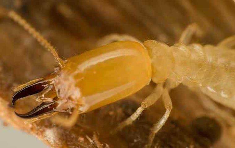 Have You Protected Your West Palm Beach Home From Termites? | Native ...