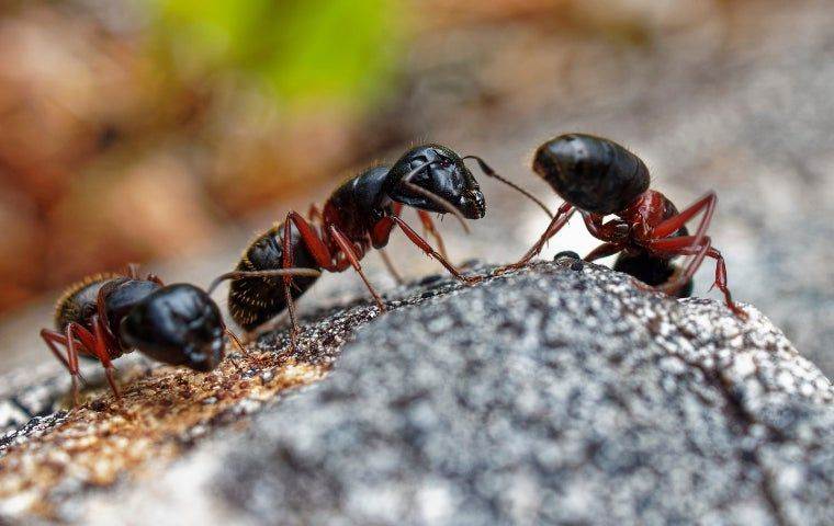 Carpenter ants on West Palm Beach lawn
