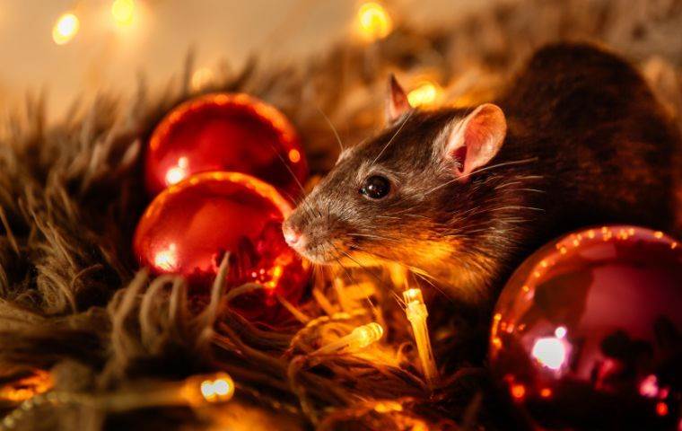 Rodents chewing Christmas lights in Miami, FL 
