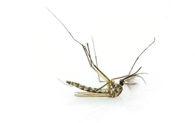 Close-up of mosquito in Coral Springs, FL