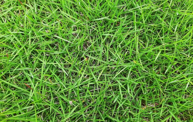 Zoysia Grass close up.
