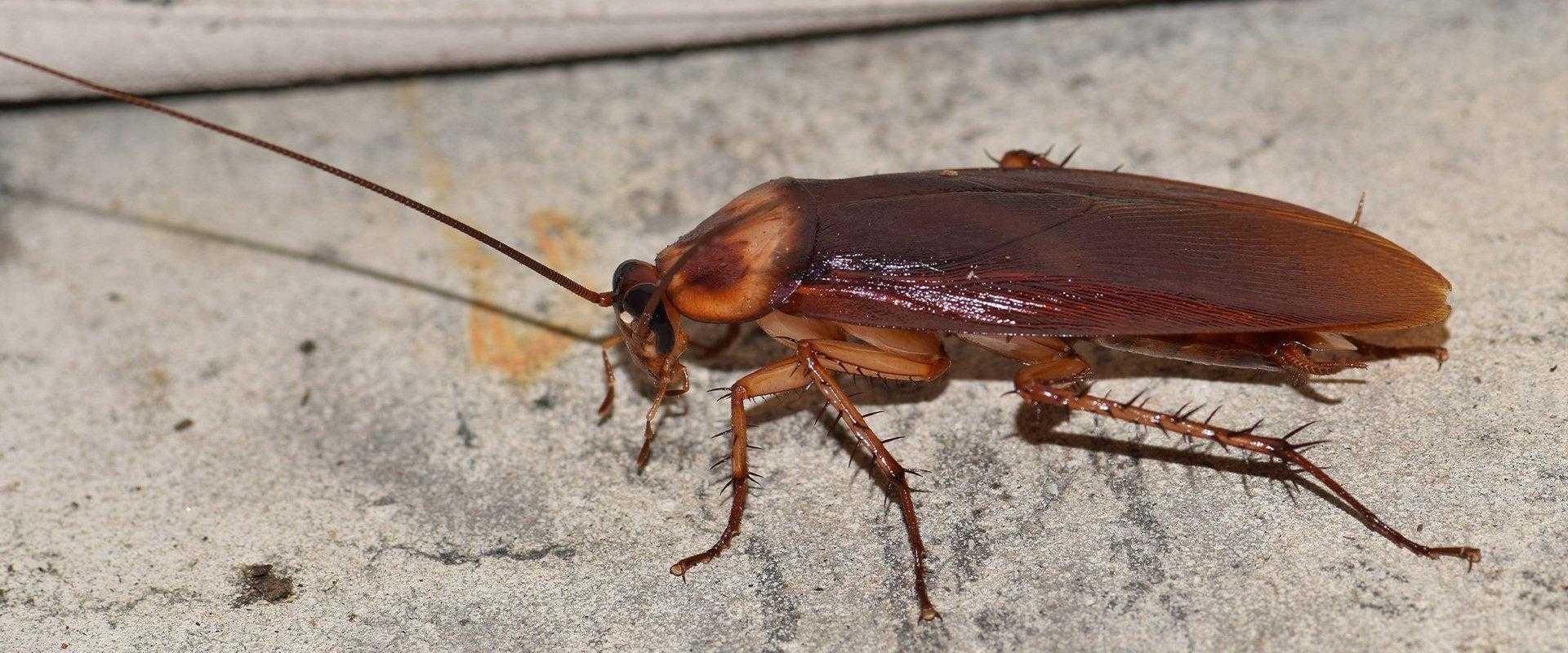 cockroach in basement in south florida