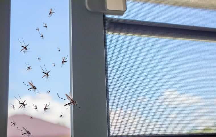 Mosquitoes inside a home in West Palm Beach
