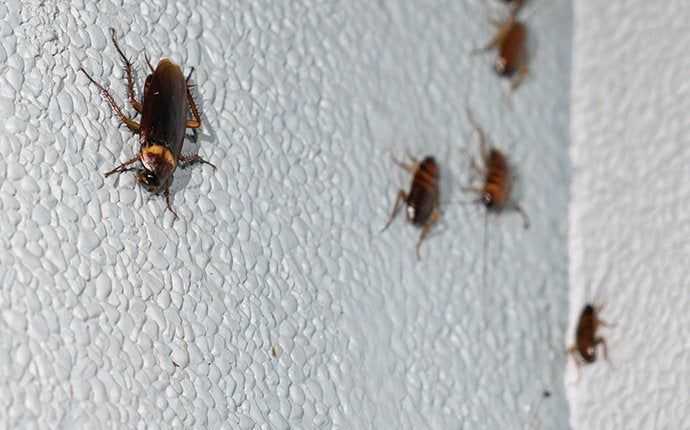 cockroaches on wall in south florida