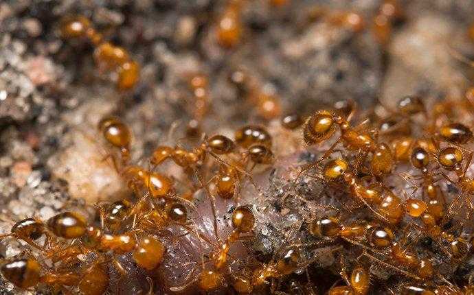 fire ant swarm in south florida