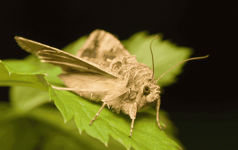 Common Florida Moth