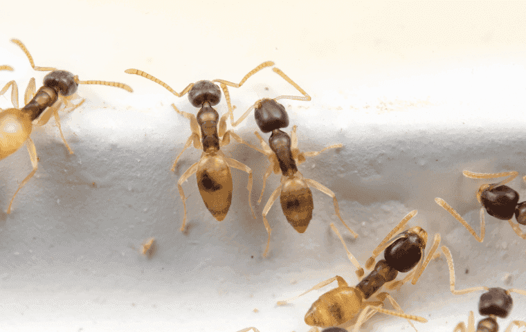 Tiny ants in Florida called ghost ants crawling up glass