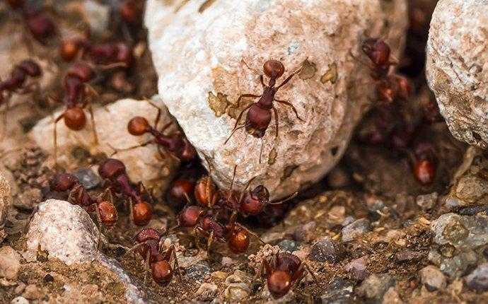fire ant swarm in south florida
