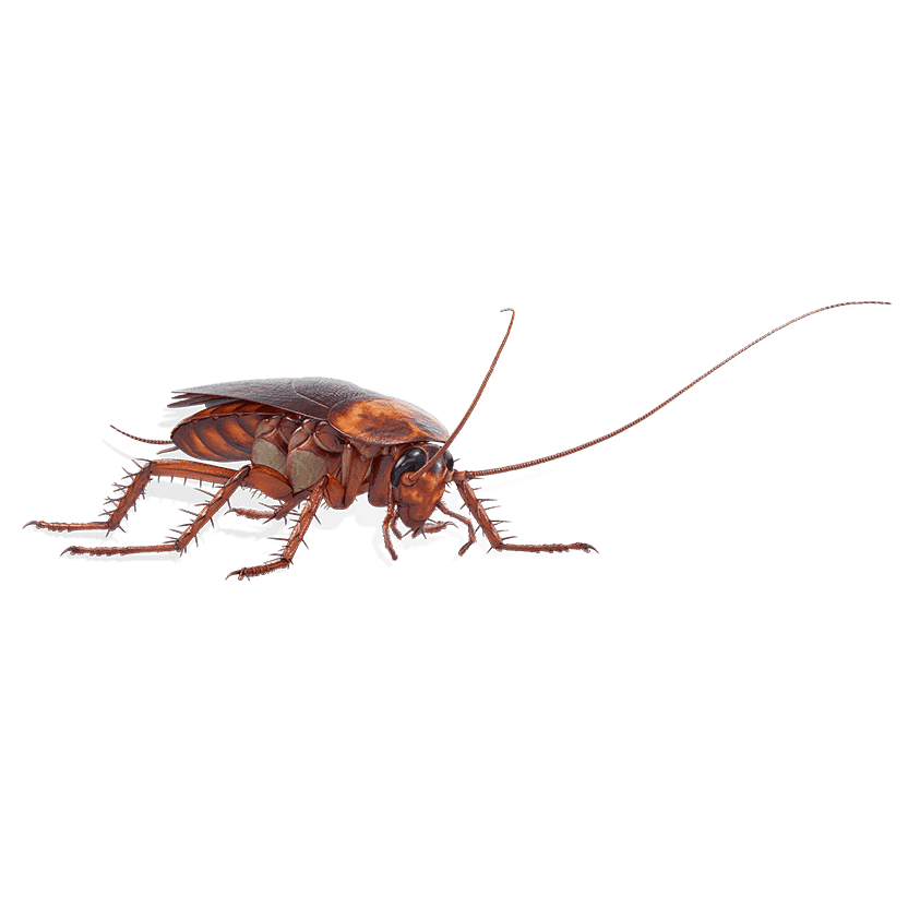 new cockroach