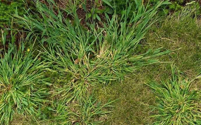 crabgrass growing in south florida