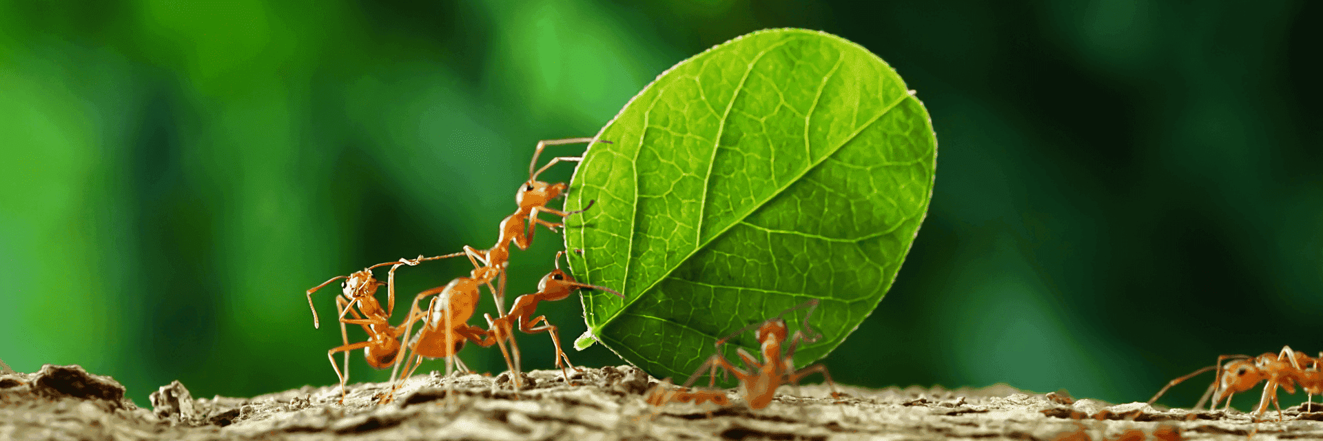 Ant Identification in Florida