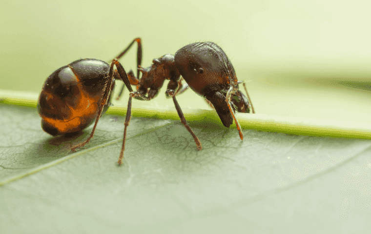 Big headed ant on a leaf in Florida