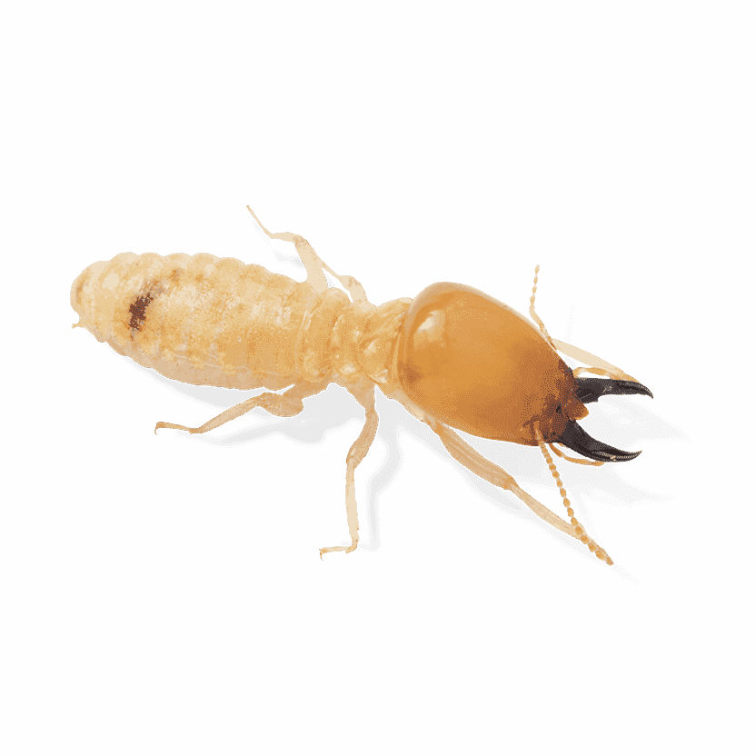 new termite